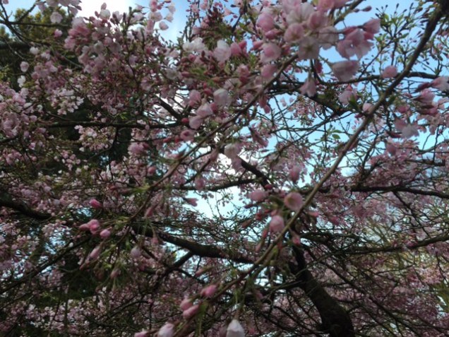 cherry blossoms in Calderstones